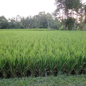 3* Resort Indigo Tree